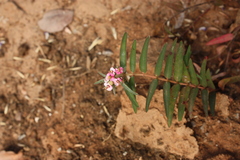 Euphorbia deccanensis var. nallamalayana